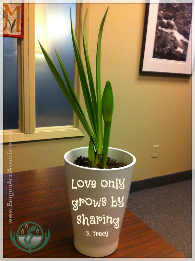 Week 3 of Espy, the growing plant of hope at Bergen and Associates Counselling